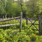 3 Vital Practices to Uplift Your Prayer Life