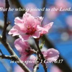 The mingled spirit - the Spirit and our spirit becoming one spirit